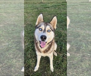 Siberian Husky Puppy for sale in FORT PLAIN, NY, USA