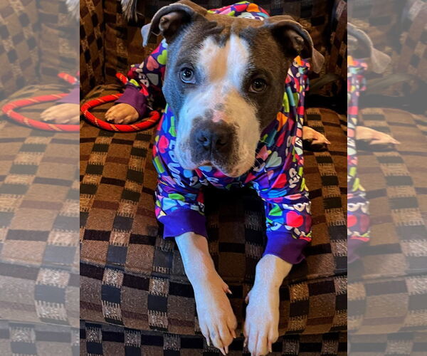 Medium Photo #1 American Pit Bull Terrier-Unknown Mix Puppy For Sale in Germantown, OH, USA