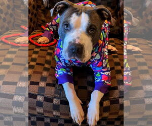 American Pit Bull Terrier-Unknown Mix Dogs for adoption in Germantown, OH, USA