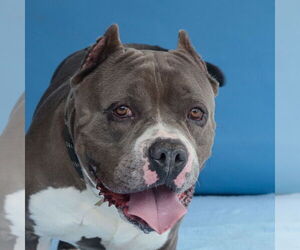 American Pit Bull Terrier Dogs for adoption in Pasadena, CA, USA