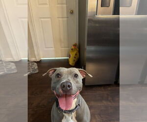 Penny (Penelope) - Female Mutt Dog for Adoption - Photo #2