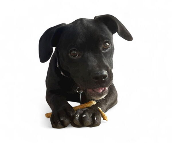 Medium Photo #12 American Pit Bull Terrier-Labrador Retriever Mix Puppy For Sale in Plymouth, MN, USA