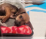 Small #3 Chihuahua Mix
