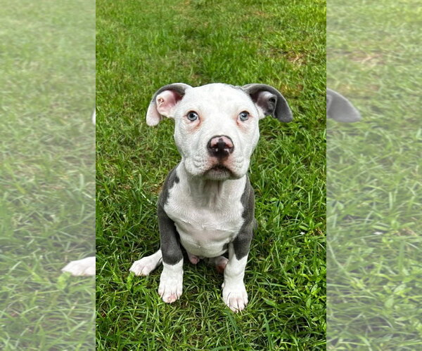 Medium Photo #1 American Staffordshire Terrier Puppy For Sale in Shreveport, LA, USA