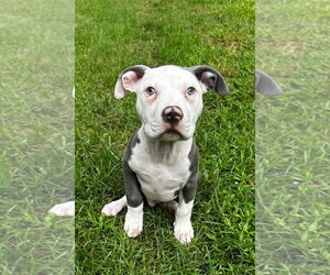 American Staffordshire Terrier Dogs for adoption in Shreveport, LA, USA