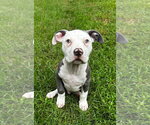 Small American Staffordshire Terrier