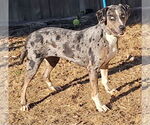 Small #4 Catahoula Leopard Dog Mix