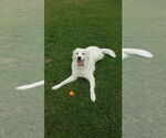Small #22 Great Pyrenees