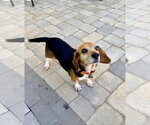 Small #5 Beagle Mix