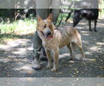Small #3 Mutt
