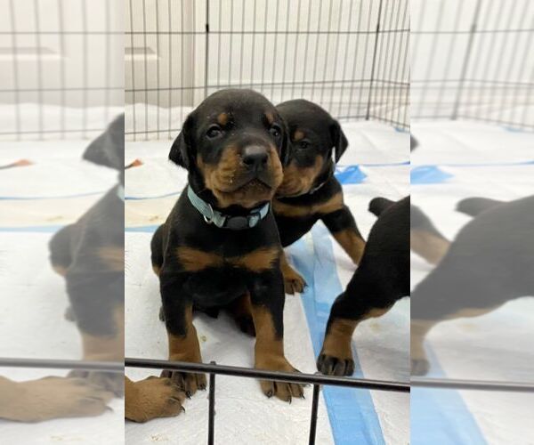 Medium Photo #1 Doberman Pinscher Puppy For Sale in ROUND ROCK, TX, USA
