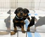 Small Photo #1 Doberman Pinscher Puppy For Sale in ROUND ROCK, TX, USA
