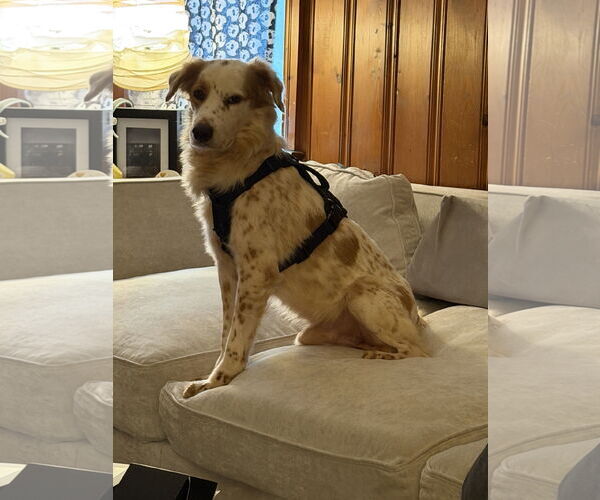 Medium Photo #2 Australian Shepherd-English Setter Mix Puppy For Sale in Virginia Beach, VA, USA