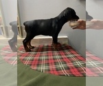 Small Photo #4 Doberman Pinscher Puppy For Sale in HUNTSBURG, OH, USA