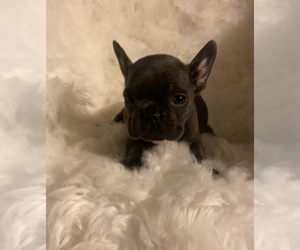French Bulldog Puppy for sale in LOCUST GROVE, GA, USA