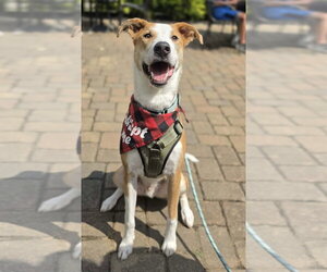 Australian Shepherd-Unknown Mix Dogs for adoption in Germantown, OH, USA