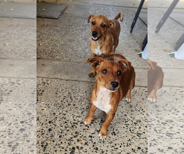 Medium Photo #3 Chiweenie Puppy For Sale in Horn Lake, MS, USA