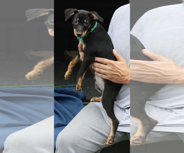 Medium Photo #2 Doxie-Pin Puppy For Sale in Bandera, TX, USA