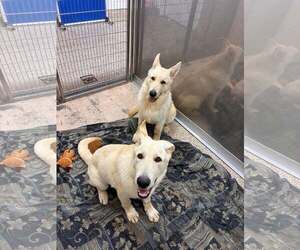 - Mix Dogs for adoption in Martinsburg, WV, USA