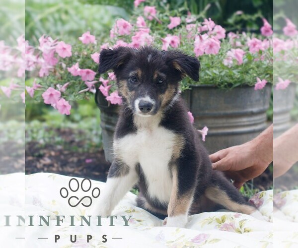 Medium Photo #3 Border Collie Puppy For Sale in GAP, PA, USA