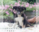 Small #2 Border Collie