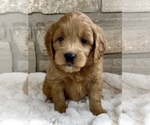 Puppy Lester Goldendoodle (Miniature)