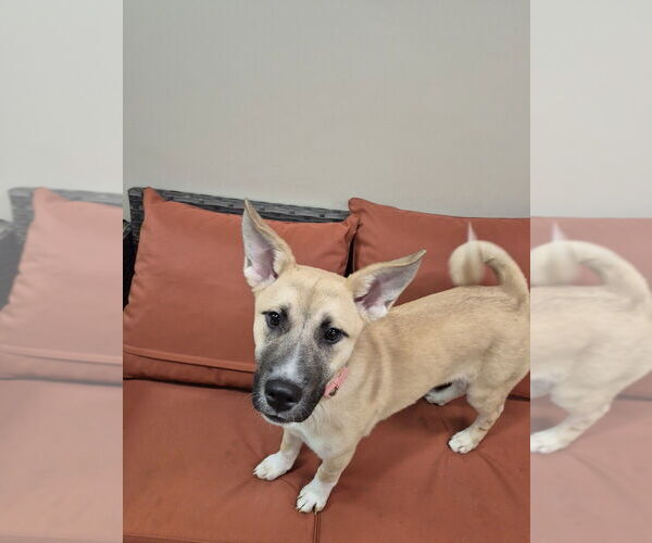 Medium Photo #1 Mutt Puppy For Sale in Elmsford, NY, USA