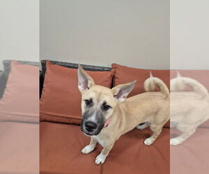 Mutt Dogs for adoption in Elmsford, NY, USA