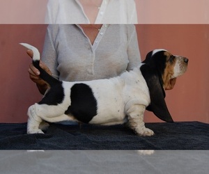 Basset Hound Puppy for sale in Loiri Porto San Paolo, Sardinia, Italy