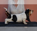 Small Photo #1 Basset Hound Puppy For Sale in Loiri Porto San Paolo, Sardinia, Italy