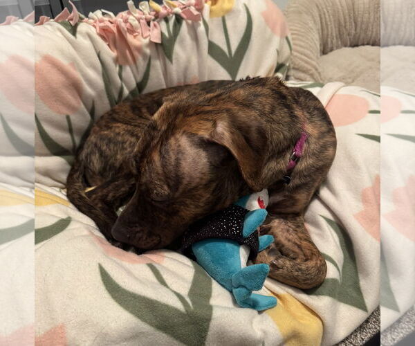 Medium Photo #9 Mutt Puppy For Sale in Fargo, ND, USA