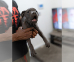 Small #9 Cane Corso