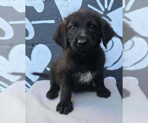 Labrador Retriever-Unknown Mix Dogs for adoption in Brewster, NY, USA