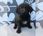 Buffalo (B Squad) - Male Labrador Retriever-Unknown Mix Dog for Adoption - Small photo