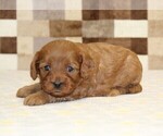Small #6 Cavapoo (Miniature)