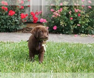 Labrador Retriever Puppy for sale in REEDS, MO, USA