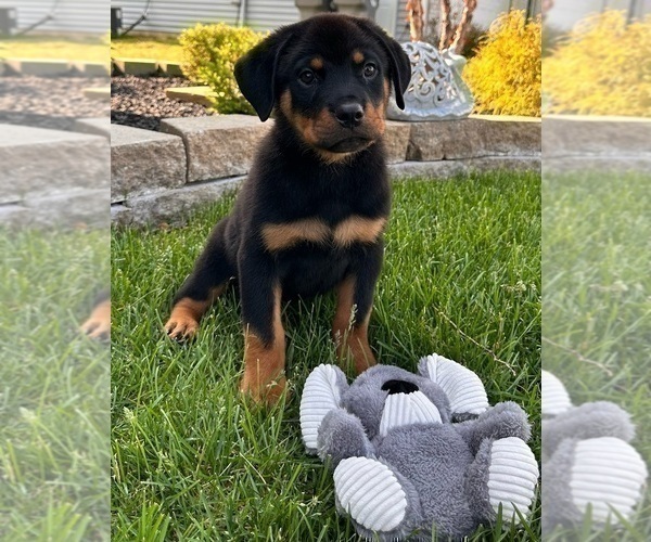 Medium Photo #3 Rottweiler Puppy For Sale in INDIANAPOLIS, IN, USA