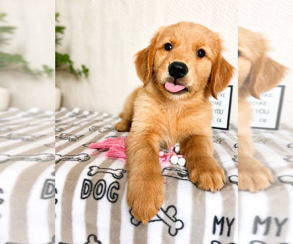Medium Photo #1 Golden Retriever Puppy For Sale in INDIANAPOLIS, IN, USA