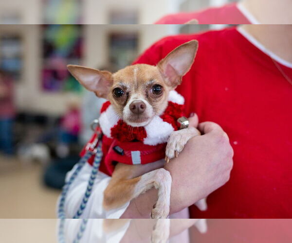 Medium Photo #1 Chihuahua Puppy For Sale in Mundelein, IL, USA