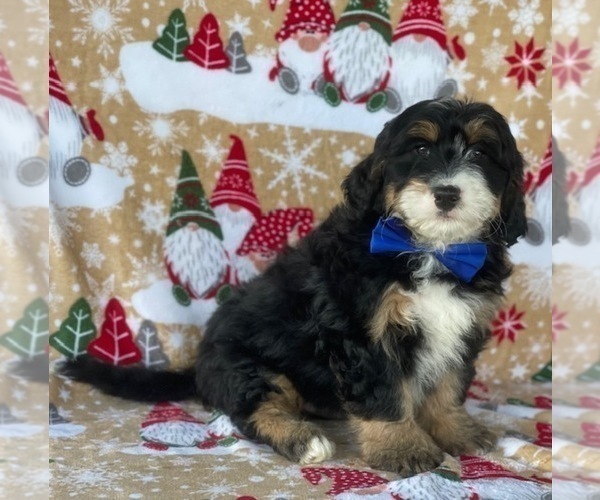 Full screen Photo #2 Bernedoodle (Miniature) Puppy For Sale in LANCASTER, PA, USA