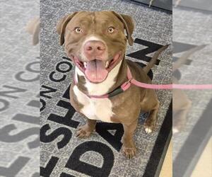 American Pit Bull Terrier-Unknown Mix Dogs for adoption in Decatur, IL, USA
