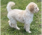 Small #2 Poodle (Standard)