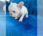 Small Photo #24 French Bulldog Puppy For Sale in ANDERSONVILLE, TN, USA