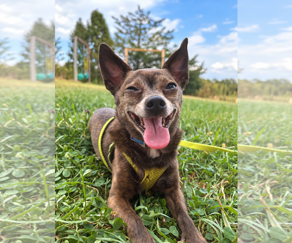 Medium Photo #2 Chihuahua Puppy For Sale in Rustburg, VA, USA
