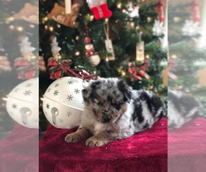Australian Shepherd Puppy for sale in INDIANAPOLIS, IN, USA