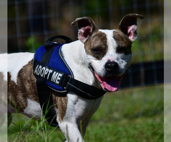 Medium Photo #3 American Pit Bull Terrier-Unknown Mix Puppy For Sale in Ocala, FL, USA