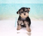 Small Photo #2 Yorkshire Terrier Puppy For Sale in LAS VEGAS, NV, USA