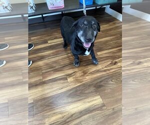 Basset Hound-Labrador Retriever Mix Dogs for adoption in Flora, IL, USA