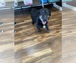 Small Photo #1 Basset Hound-Labrador Retriever Mix Puppy For Sale in Flora, IL, USA