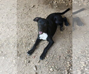 Thumper - Male Lab-Rat Terrier Dog for Adoption - Photo #2